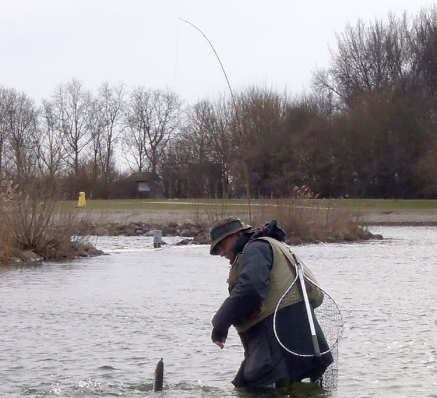 forelvissen noord holland forelvissen noord holland